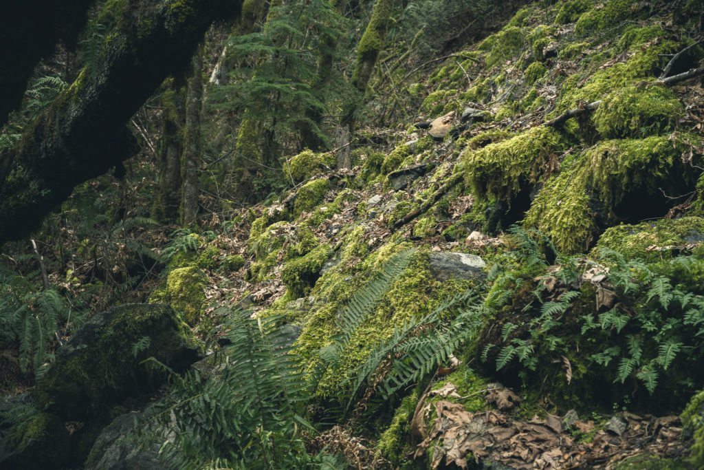 Goldstream Provincial Park