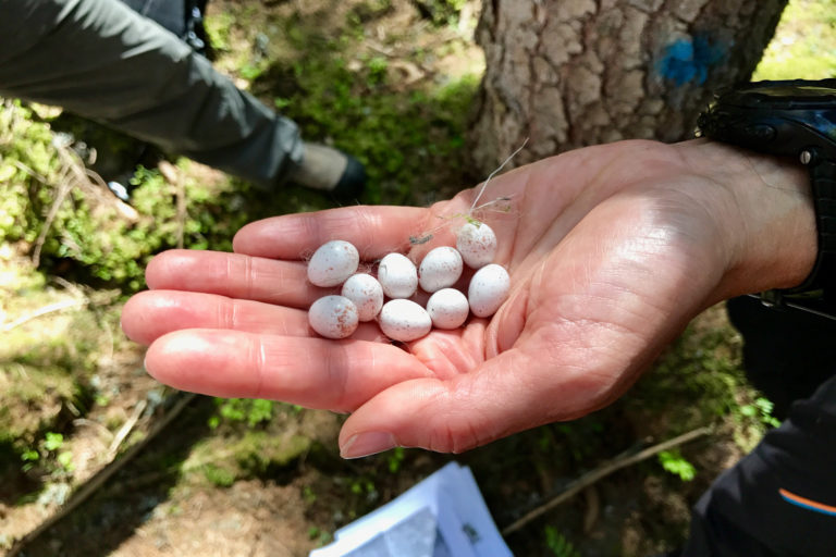 Eggs from our first nest check