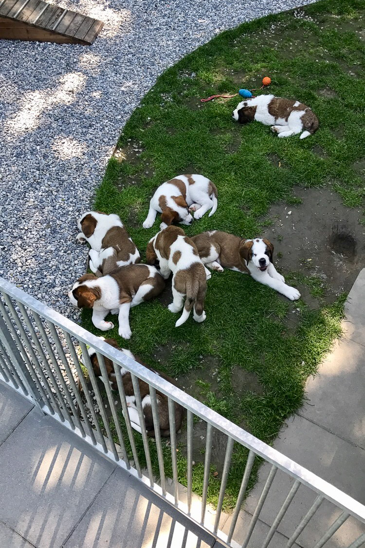 St. Bernard puppies