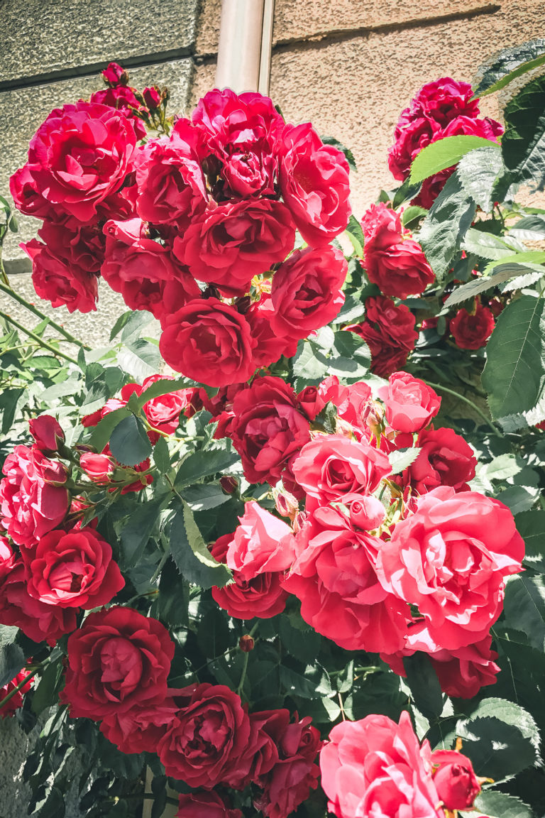 Roses on the street in Martigny