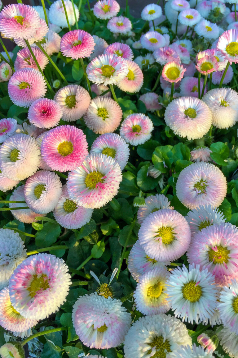 Flowers outside our hotel