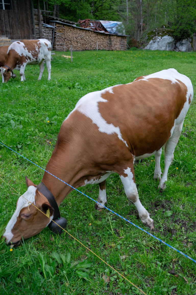 Our cow friend