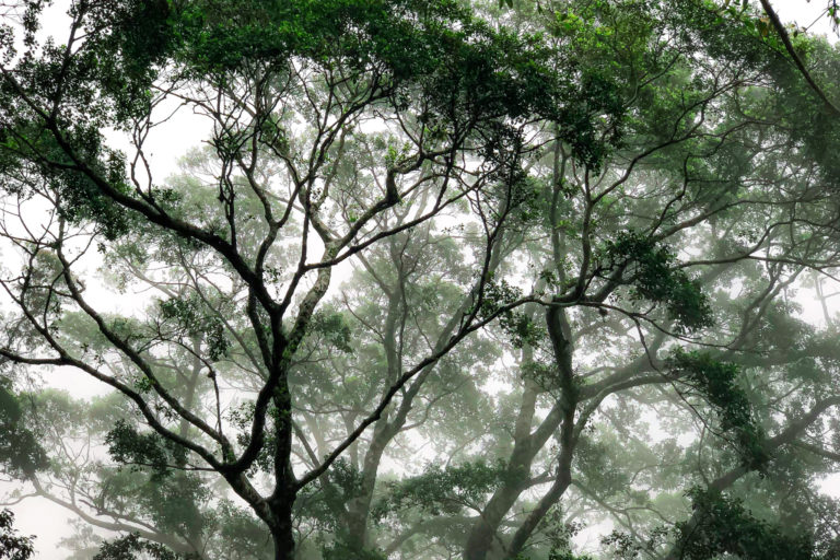 Floresta da Tijuca (Tijuca Rainforest)