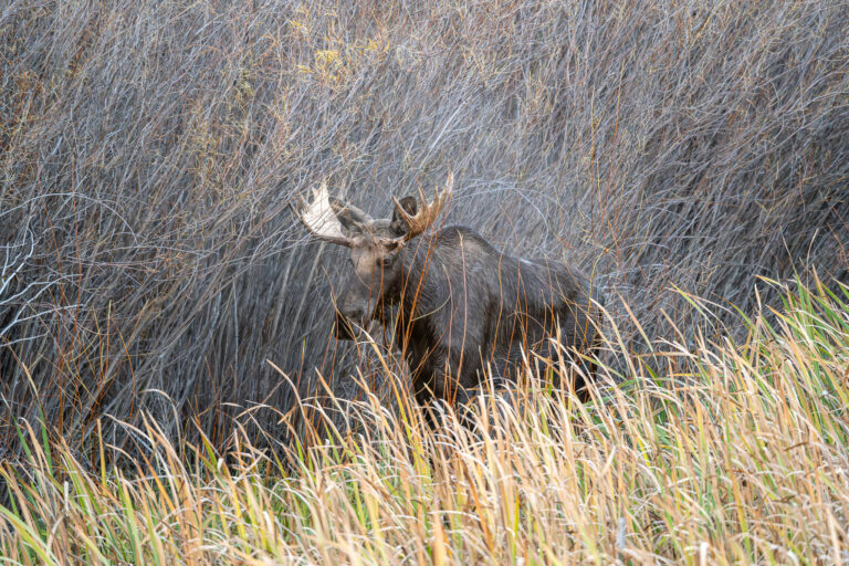 Moose - Emigrant, MT